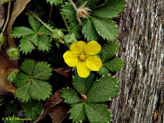 {Potentilla canadensis}